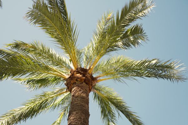 Palm Tree Pruning in Saint George
