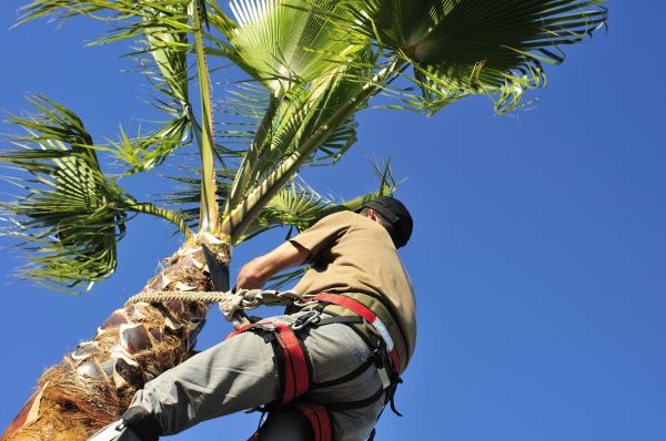 Palm Tree Trimming in Saint George