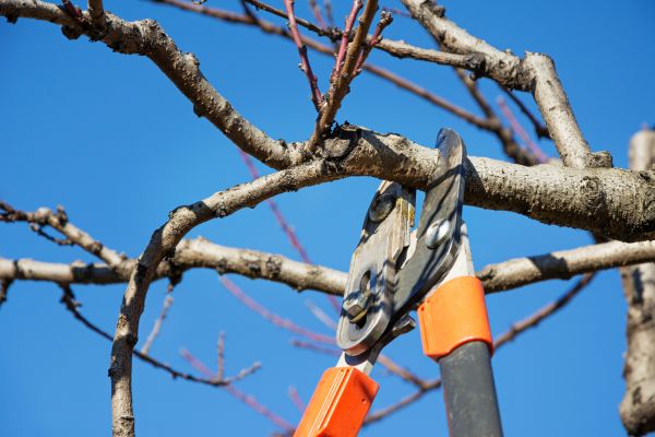 Residential Tree Service in Saint George