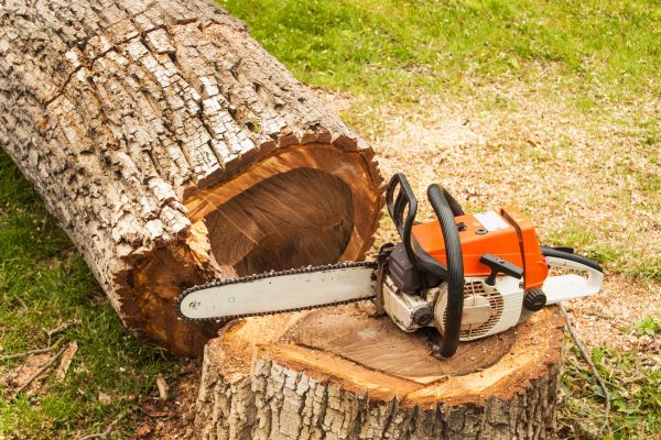 Tree Cutting Service in Saint George