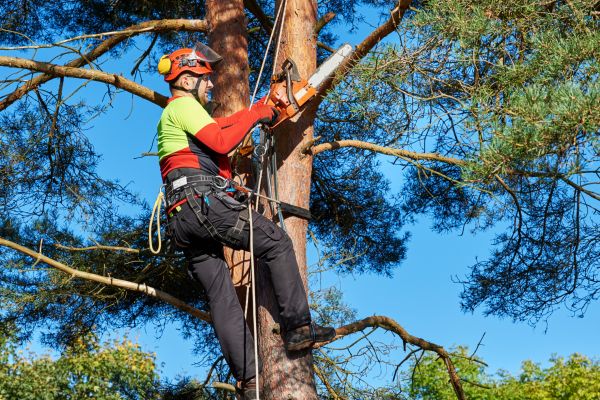 Tree Service in Saint George