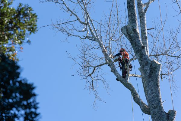 Tree Topping Service in Saint George