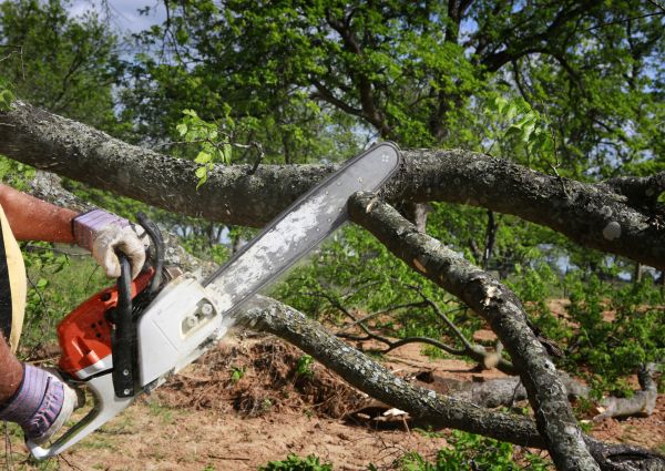 Tree Lopping Service in Saint George