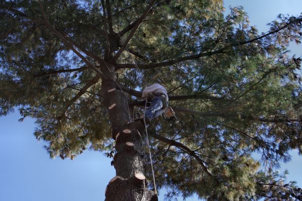 Trimming Service in Saint George