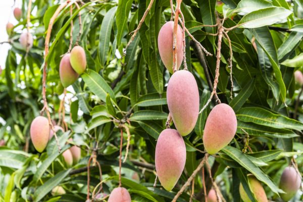 Mango Tree Trimming in Saint George