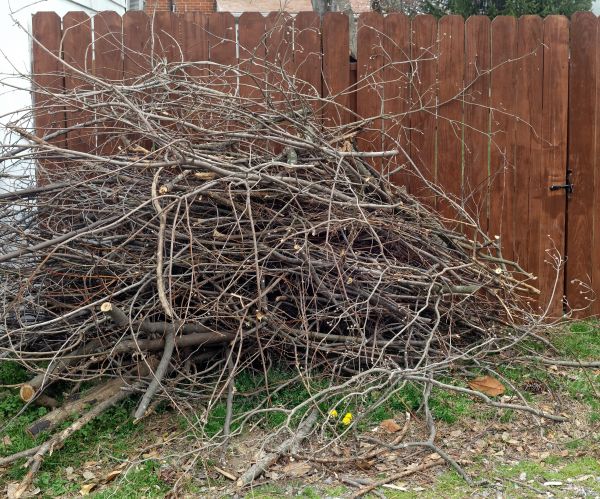 Dead Branch Removal in Saint George
