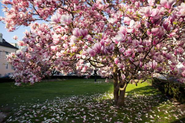 Ornamental Tree Pruning in Saint George