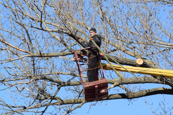 Emergency Tree Trimming in Saint George