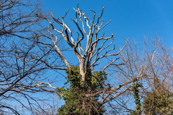 Deadwood Removal in Saint George