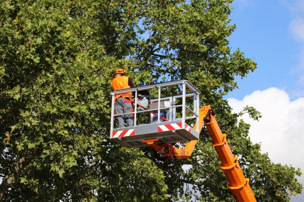 Commercial Tree Service in Saint George