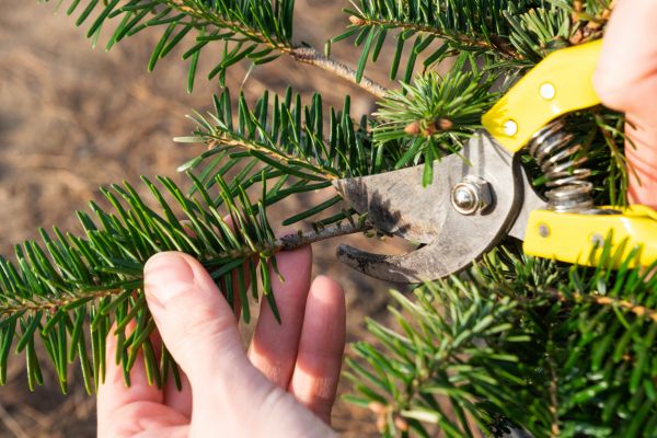 Pine Tree Pruning in Saint George