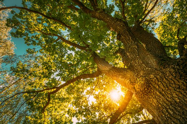 Oak Tree Pruning in Saint George