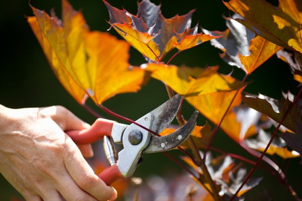 Maple Tree Pruning in Saint George