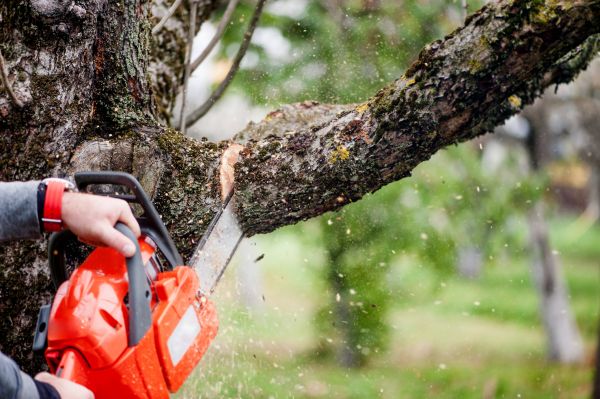 Tree Limbs Removal in Saint George