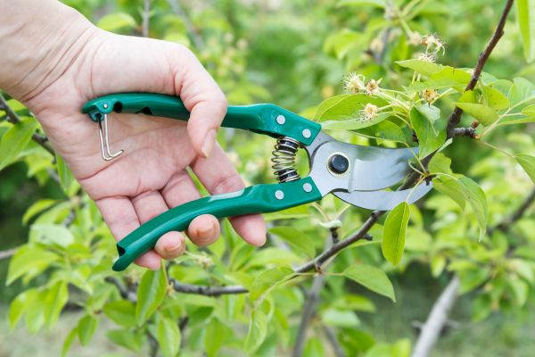 Pear Tree Pruning in Saint George