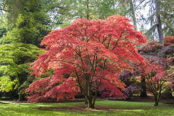 Japanese Maple Pruning in Saint George