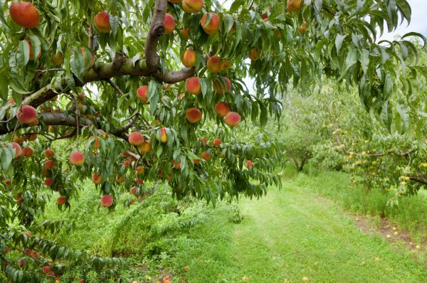 Peach Tree Pruning in Saint George