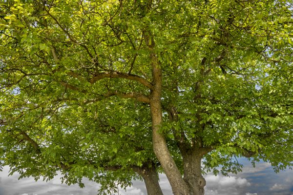 Walnut Tree Trimming in Saint George