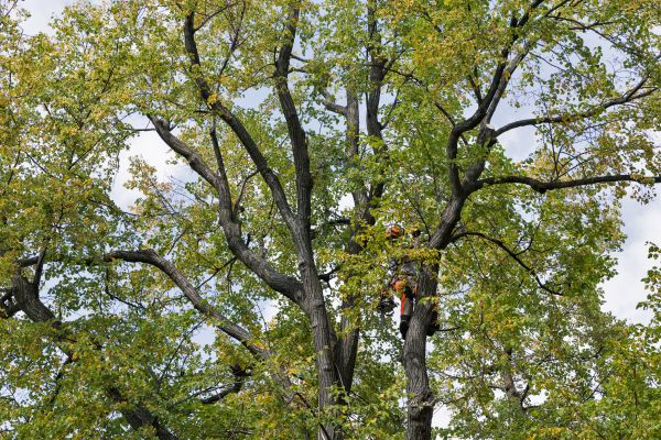 Tree Crown Shaping in Saint George