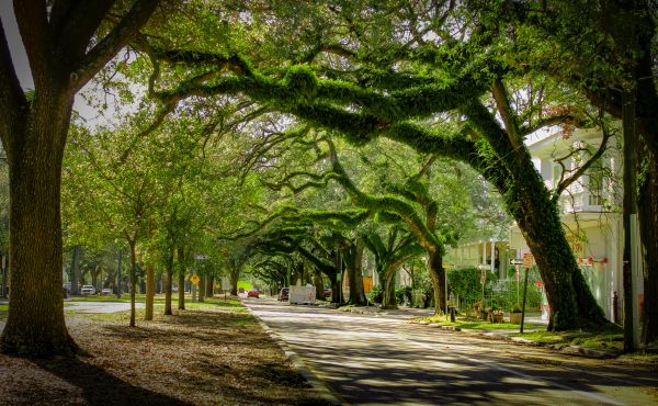Tree Canopy Thinning in Saint George