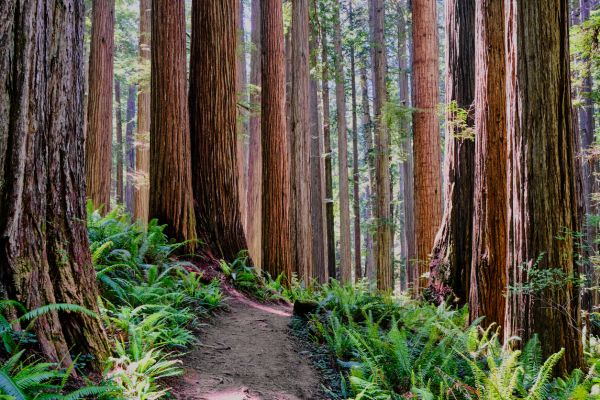 Redwood Tree Trimming in Saint George
