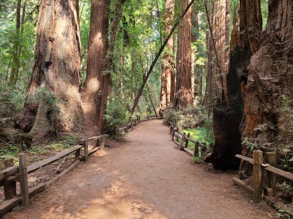 Redwood Tree Pruning in Saint George