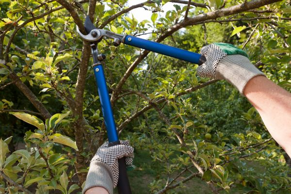 Residential Tree Pruning in Saint George