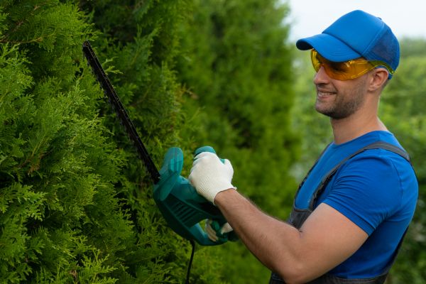 Tree Shaping Service in Saint George