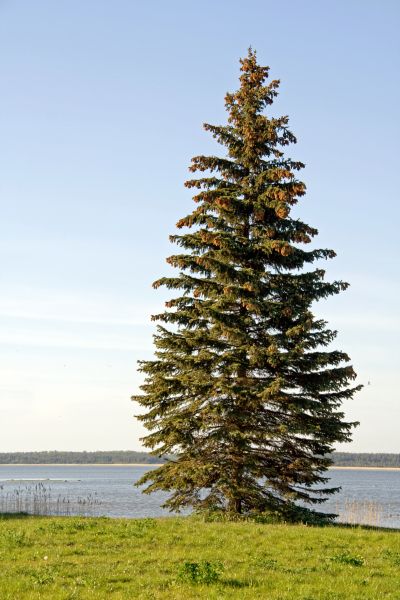 Spruce Tree Pruning in Saint George