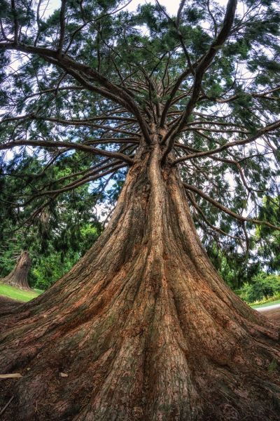 Cedar Tree Pruning in Saint George