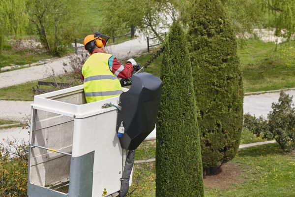 Cypress Tree Pruning in Saint George