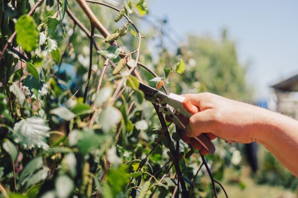 Birch Tree Pruning in Saint George