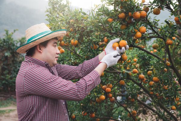 Orange Tree Pruning in Saint George
