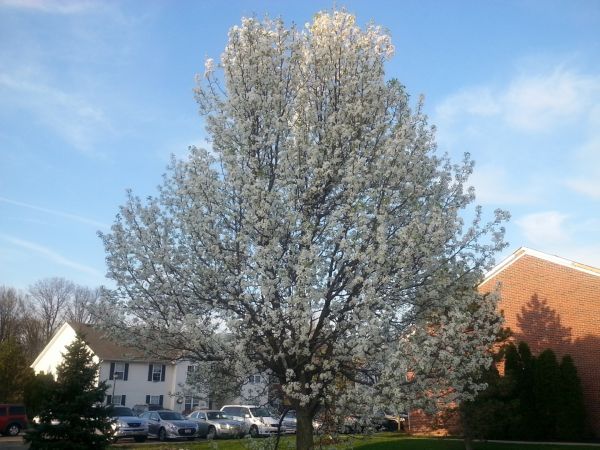 Bradford Pear Tree Pruning in Saint George