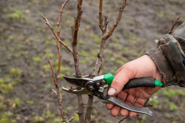Pear Trees Pruning in Saint George