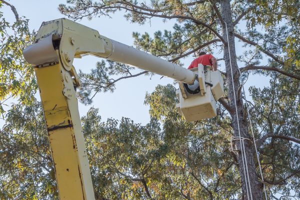 Limbs Trimming in Saint George