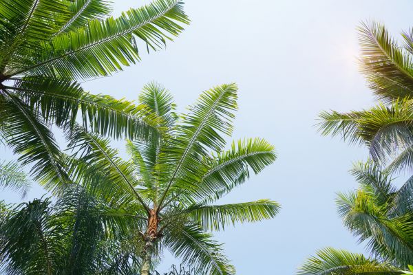 Queen Palm Tree Trimming in Saint George