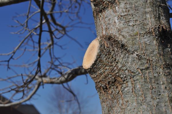 Limb Pruning in Saint George