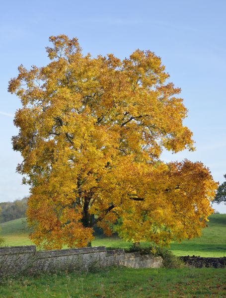 Hickory Tree Trimming in Saint George