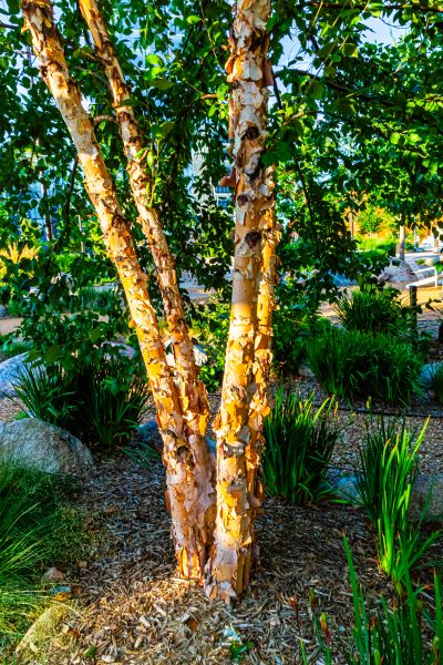 River Birch Trimming in Saint George