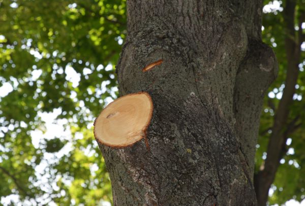 Limb Cutting in Saint George