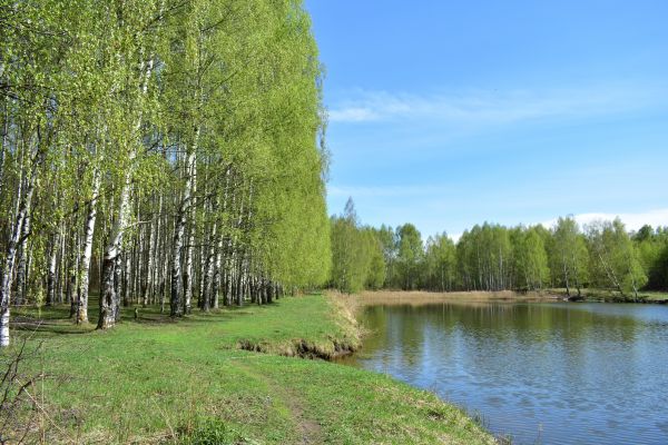 River Birch Pruning in Saint George