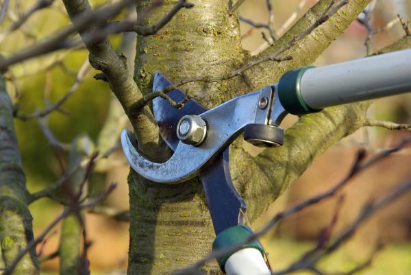 Tree Limb Trimming Service in Saint George