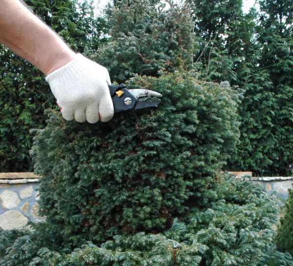 Ornamental Tree Trimming in Saint George