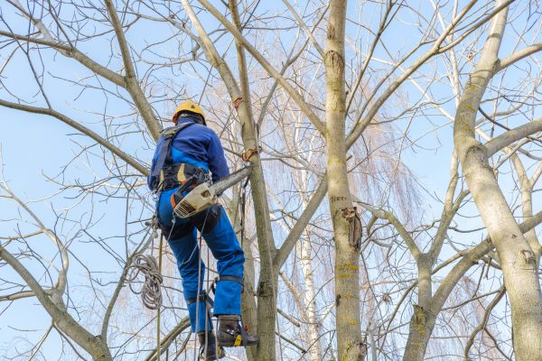 Large Tree Trimming in Saint George