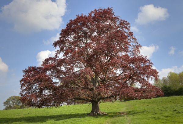 Beech Tree Pruning in Saint George
