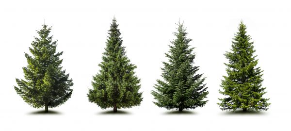 Cost of Pine Tree Trimming in Saint George