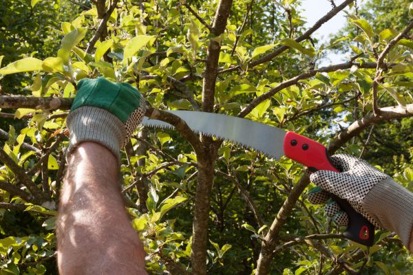 Apple Tree Trimming in Saint George