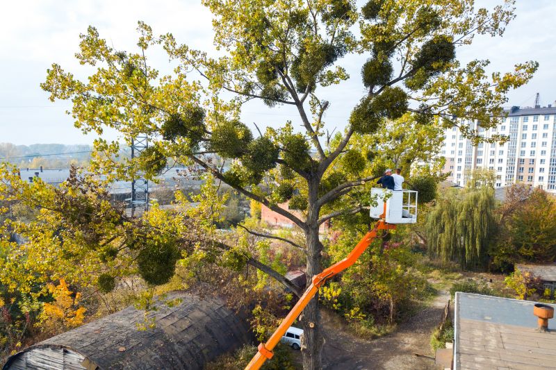 Tree Maintenance Service detail