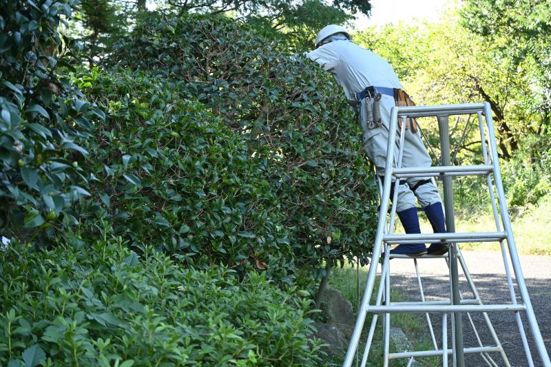 Hickory Tree Pruning